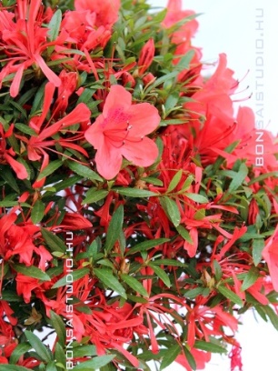 satsuki azalea bonsai viragzasa a marczika bonsai studioban